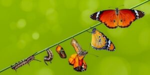 Metamorphose Schmitterling